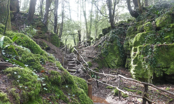 Why the ancient Forest of Dean should be your next UK destination