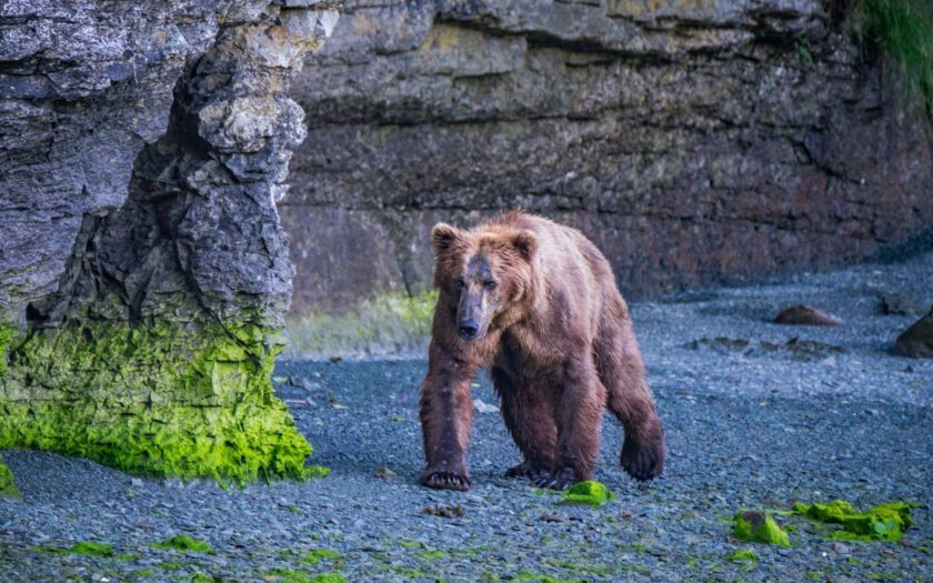 How to see Katmai's famous brown bears up close—and stay safe