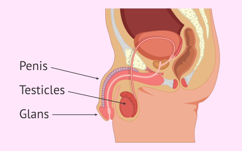 Female Reproductive System