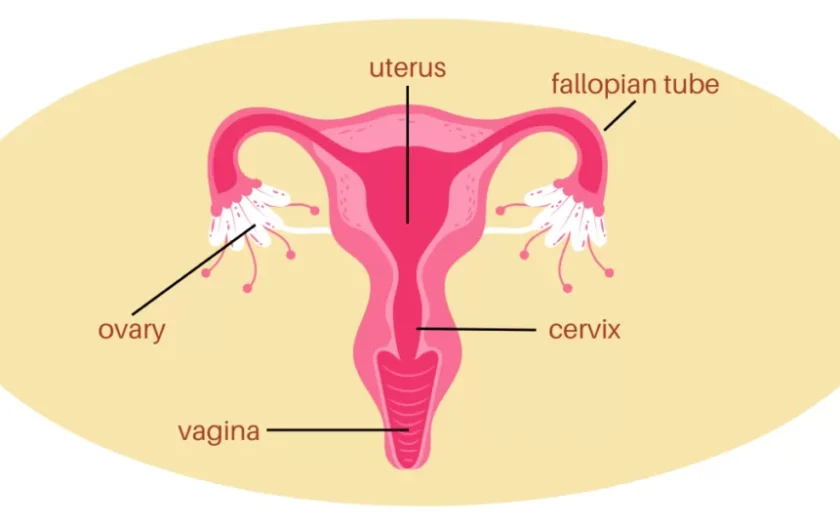 Female Reproductive System